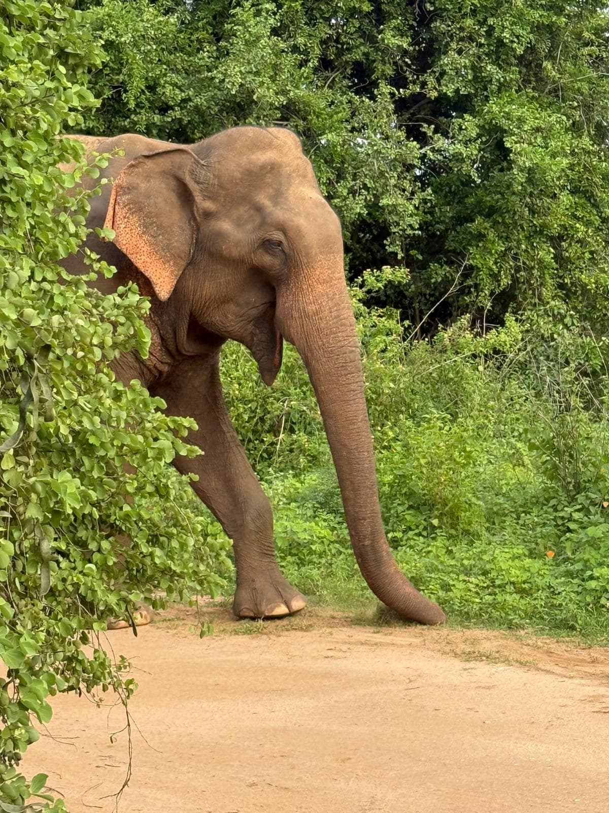 Traveler in Sri Lanka